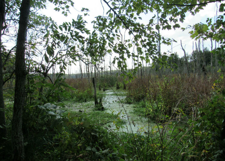 Swamp